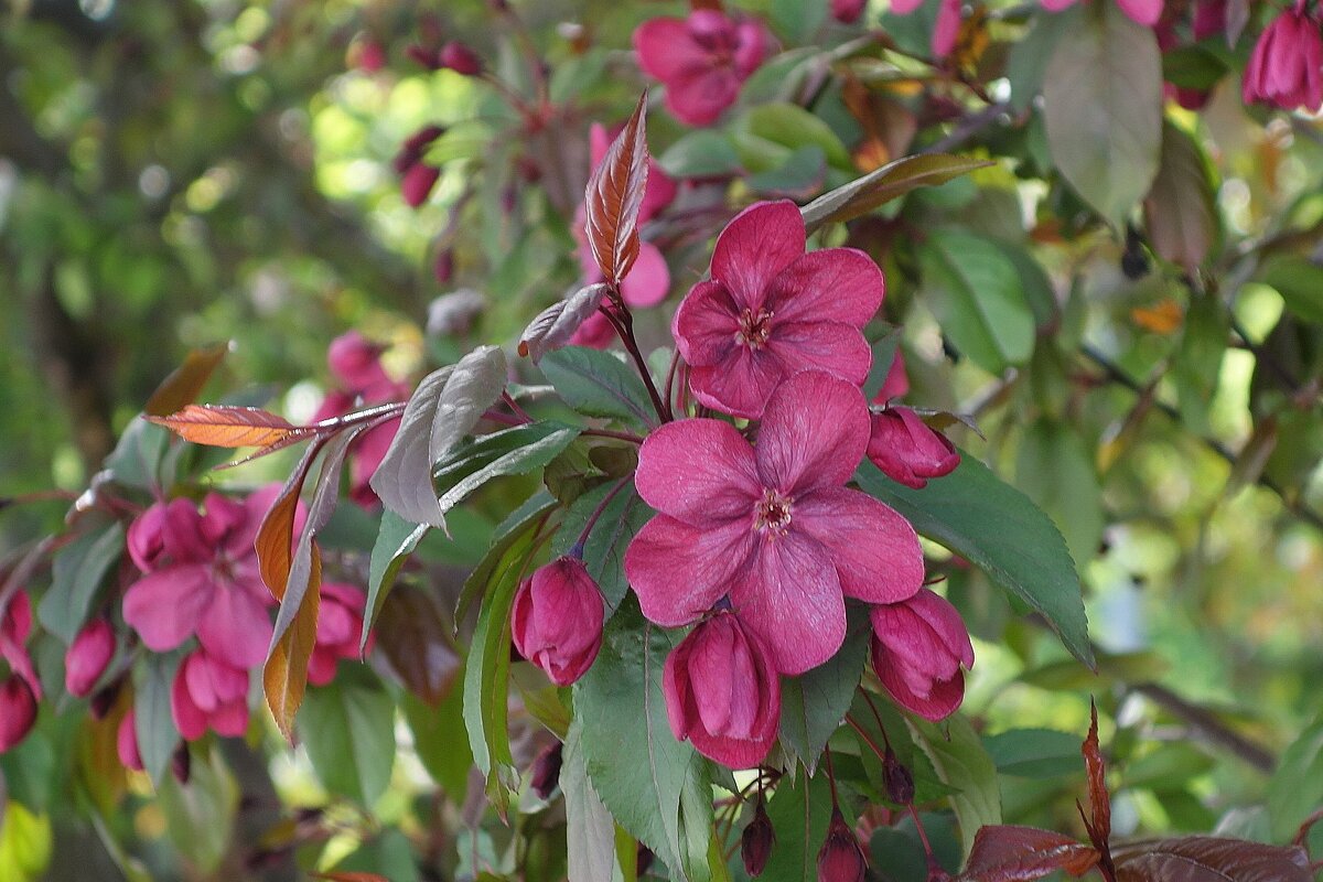 Цветет яблоня - Рита Симонова