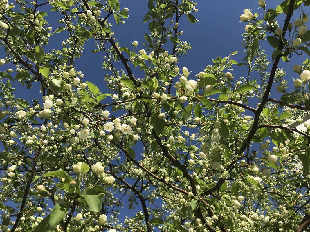 Бутончики - Pippa 