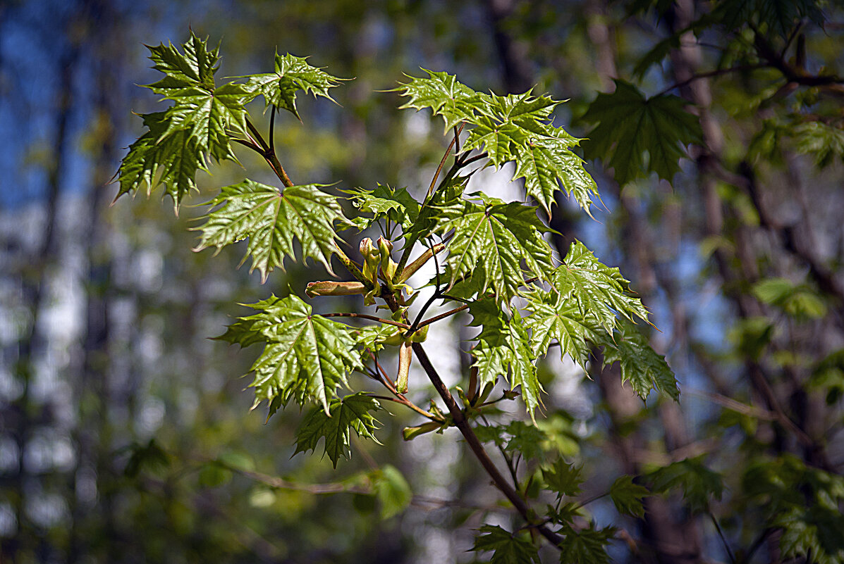 КЛЕНОВАЯ ВЕТВЬ - Владимир Кроливец КЛЕНОВАЯ ВЕТВЬ - Владимир Кроливец