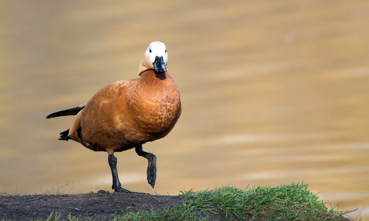 Огарь. - Владимир Безбородов