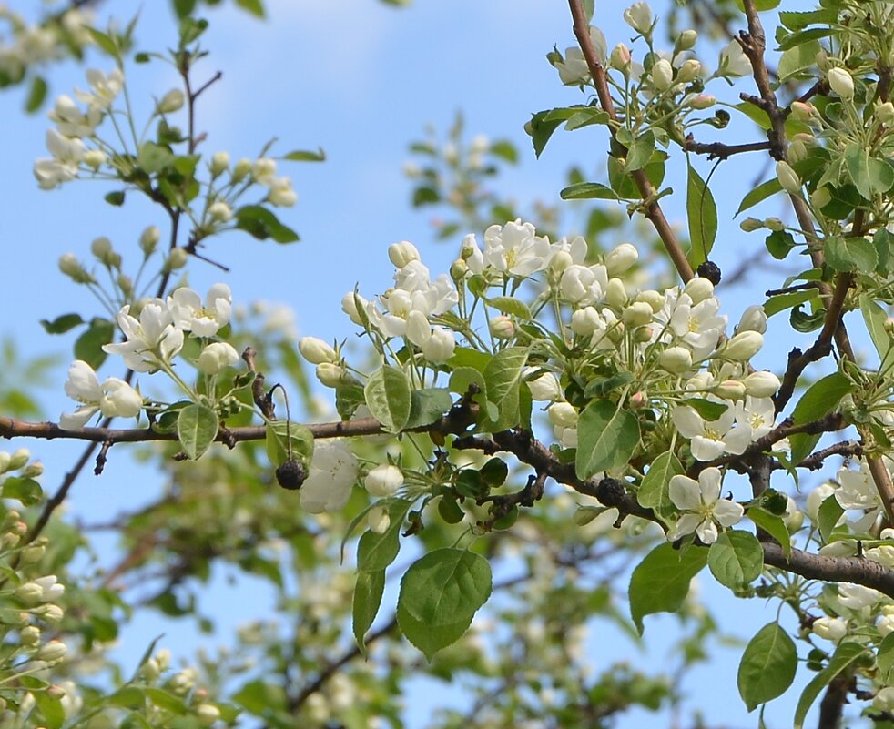 Яблоня цветёт - Oleg4618 Шутченко