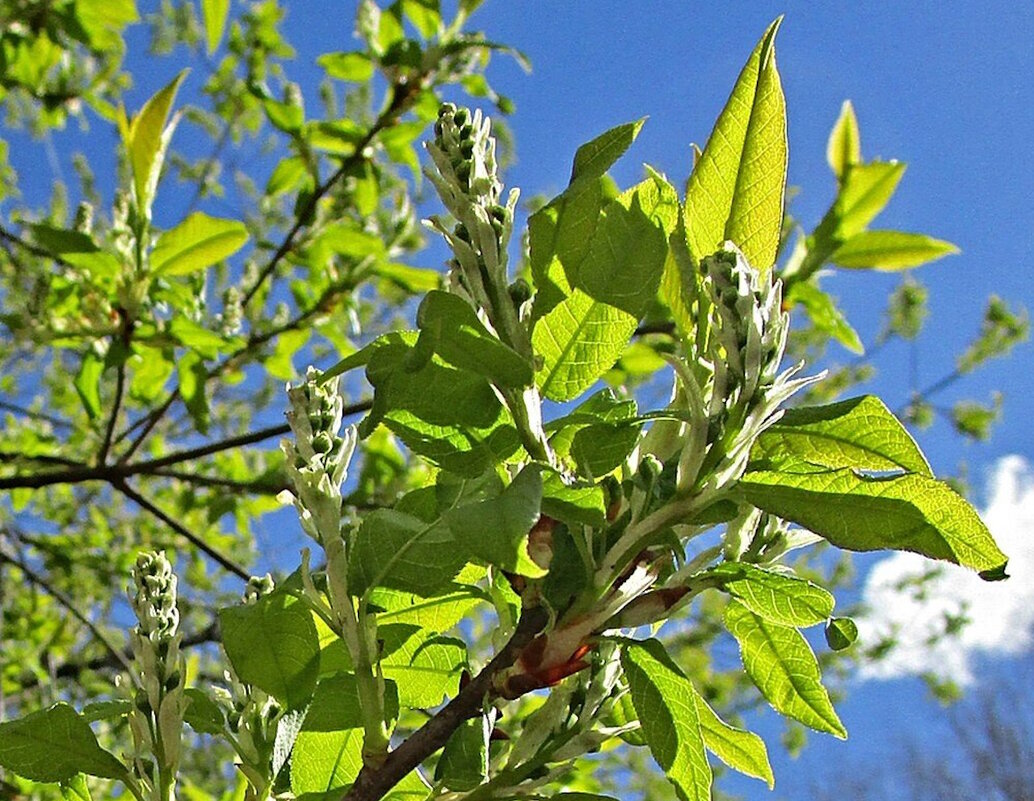 Зацвела черемуха – к холодам. - Ольга Довженко