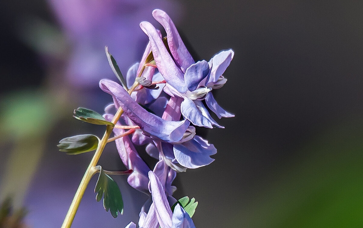 Хохлатка. - Владимир Безбородов Хохлатка. - Владимир Безбородов