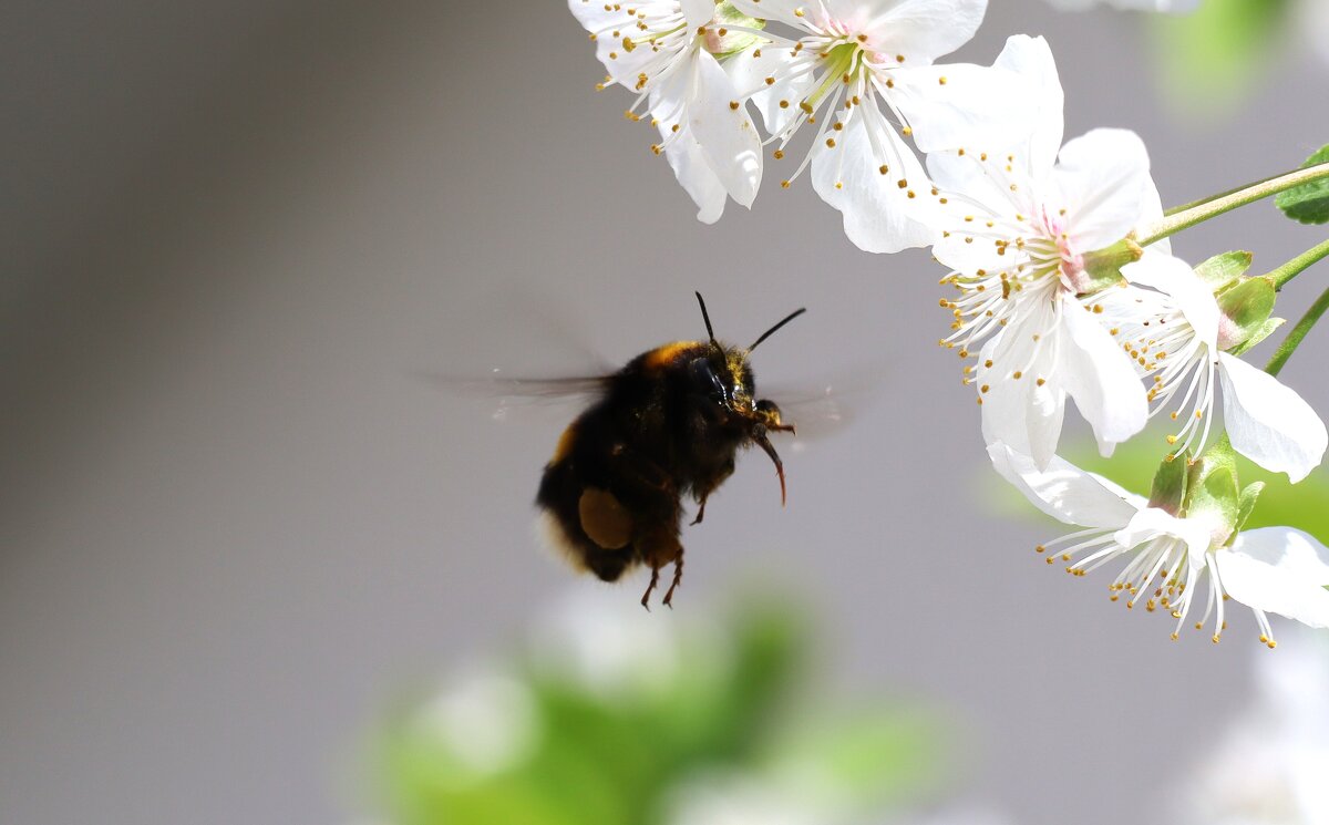 Полёт шмеля - Павел Fotoflash911 Никулочкин Полёт шмеля - Павел Fotoflash911 Никулочкин