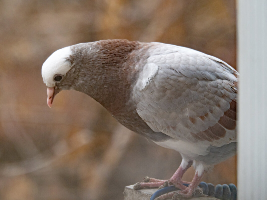 Маша - первый вылет из гнезда - Игорь Волков Маша - первый вылет из гнезда - Игорь Волков