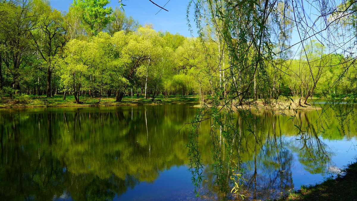На Радужном пруду апрель - Наталья Лакомова На Радужном пруду апрель - Наталья Лакомова