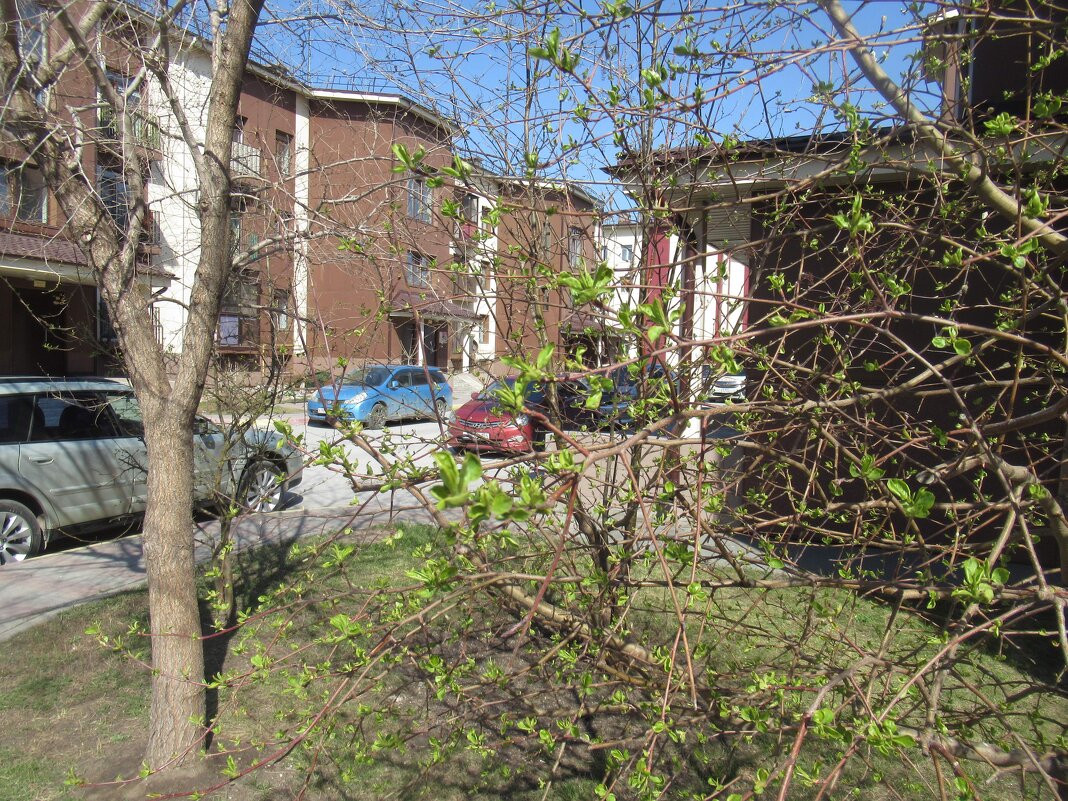 Первая зелень - Андрей Макурин