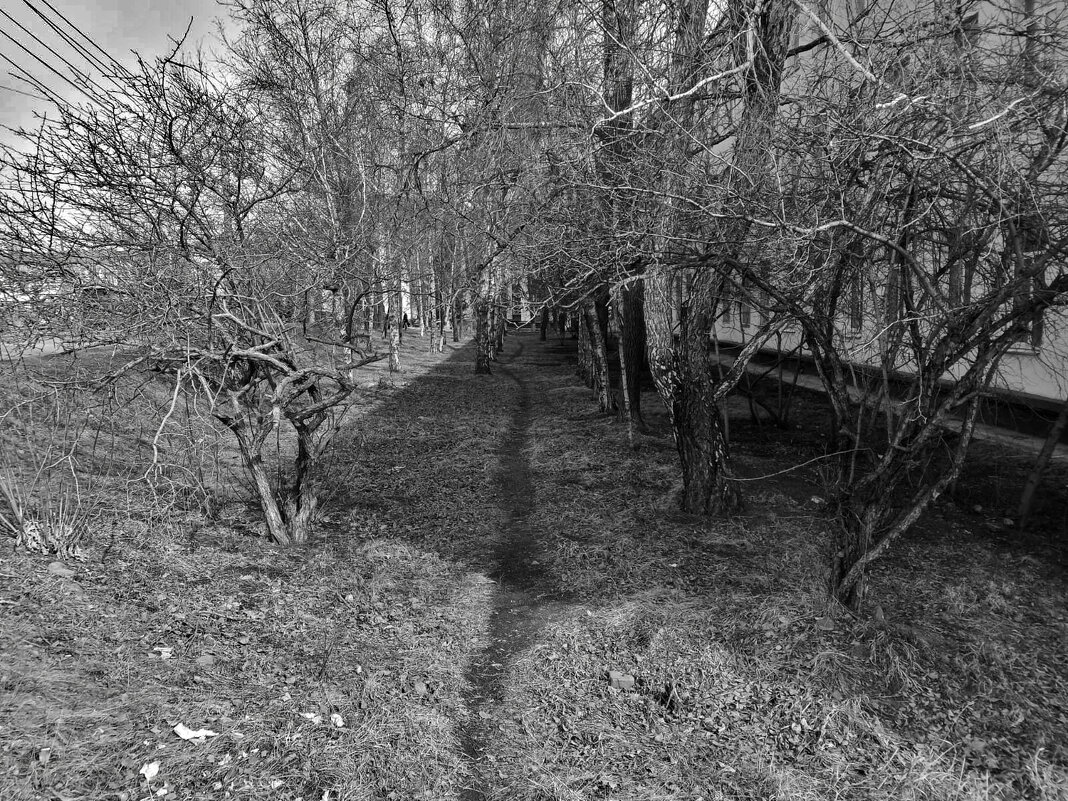 Тропинка - Пересмешник .