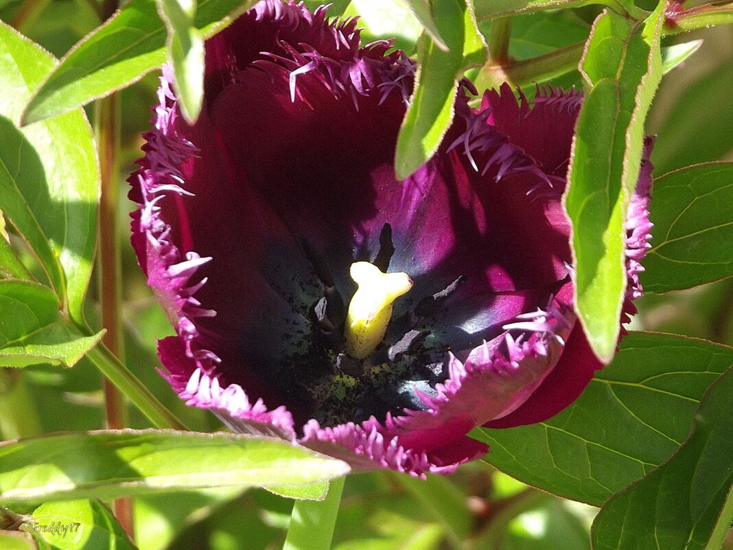 Тюльпан - Freddy 97