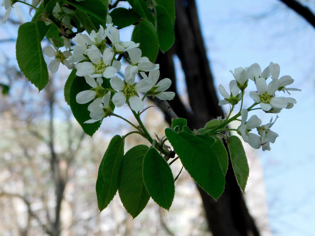 Ирга колосистая - Наиля Ирга колосистая - Наиля