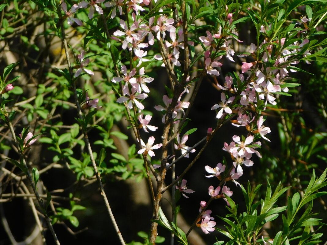 Миндаль степной - Наиля Миндаль степной - Наиля