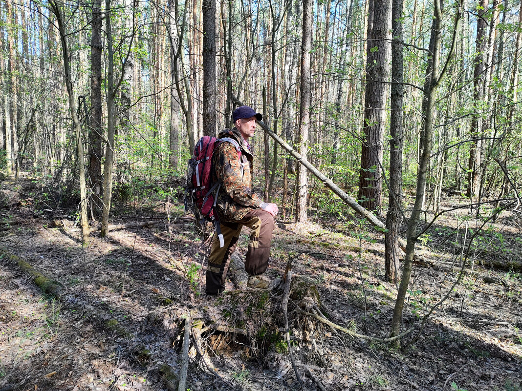 В весеннем лесу - Денис Бочкарёв В весеннем лесу - Денис Бочкарёв