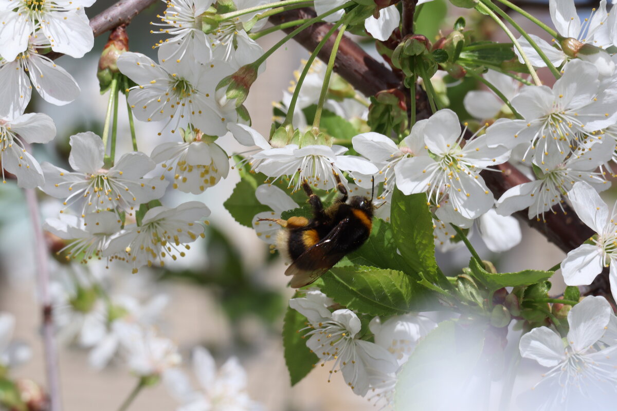 шмелиные истории - Павел Fotoflash911 Никулочкин
