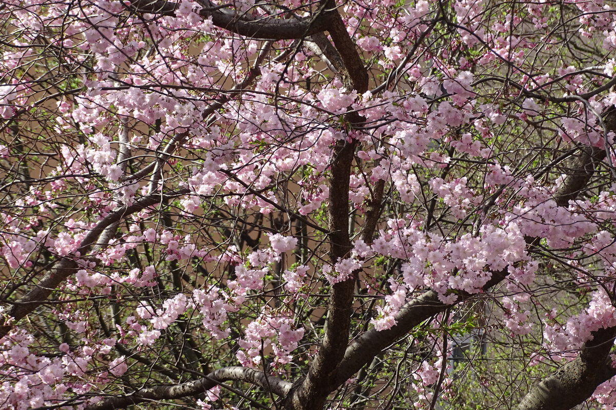 красоты много не бывает - Anna-Sabina Anna-Sabina красоты много не бывает - Anna-Sabina Anna-Sabina