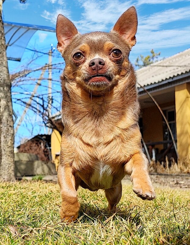 Что за лев этот тигр - Гуля Нагиева