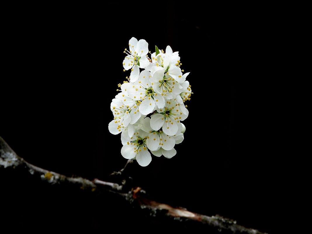 *** - Леонид leo *** - Леонид leo