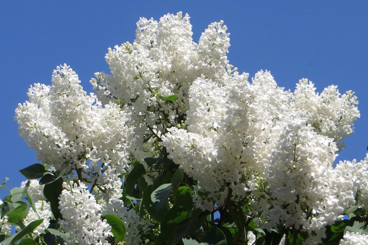 Ах, эта белая сирень! Нарядна, как невеста! - Татьяна Смоляниченко