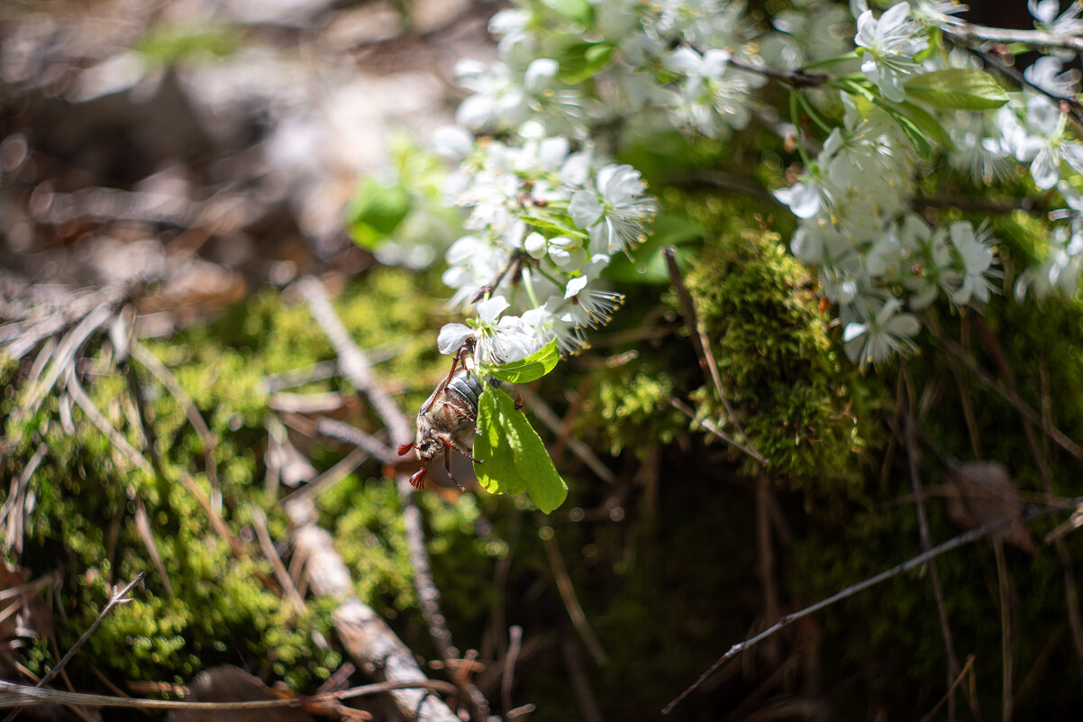 Майский - sorovey Sol Майский - sorovey Sol