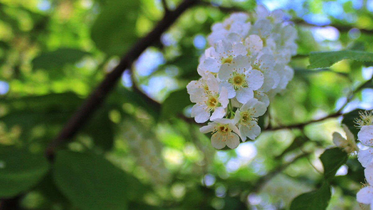 Цветы черёмухи. - Игорь Родионов