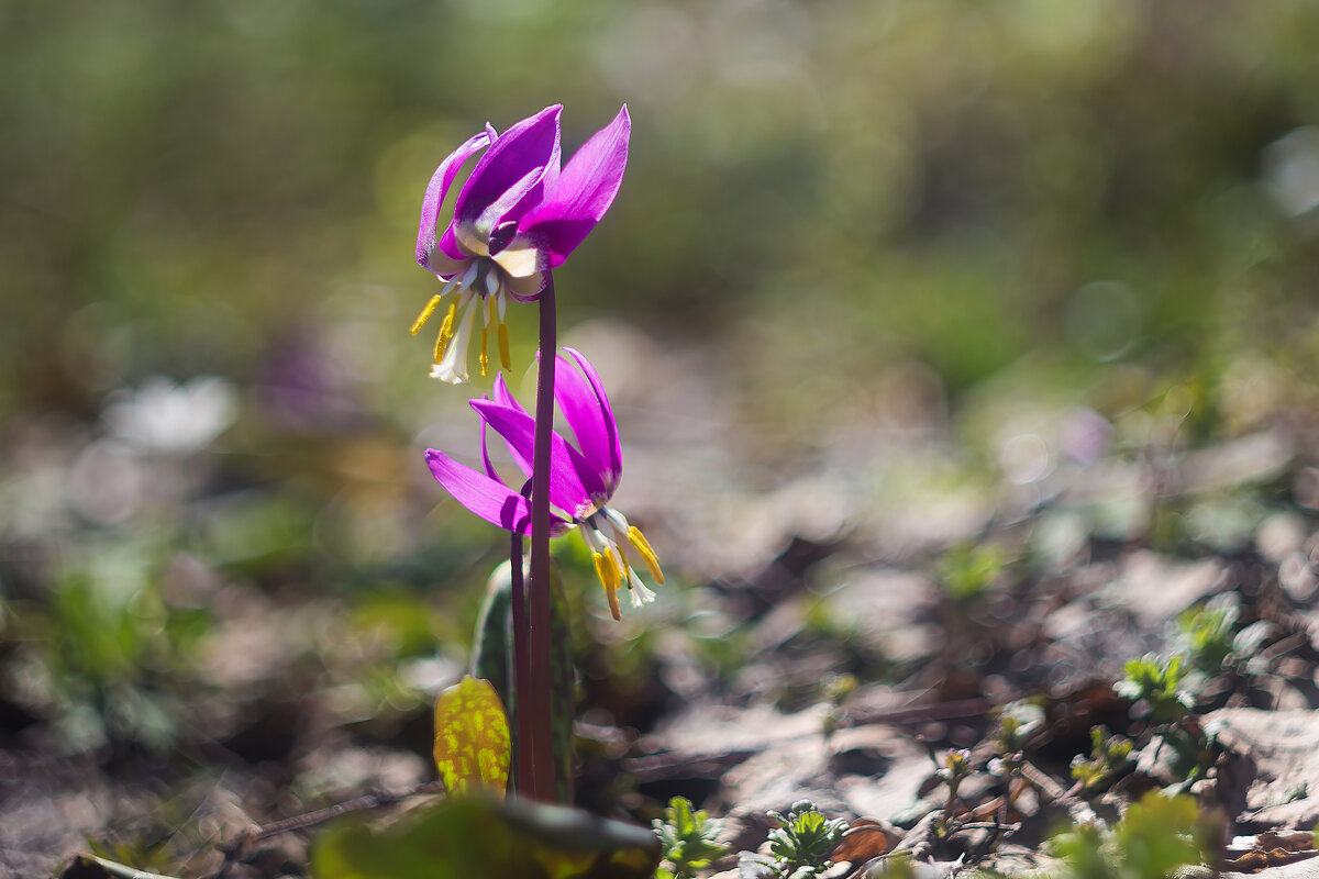 Пробуждение - Марина Юдинских
