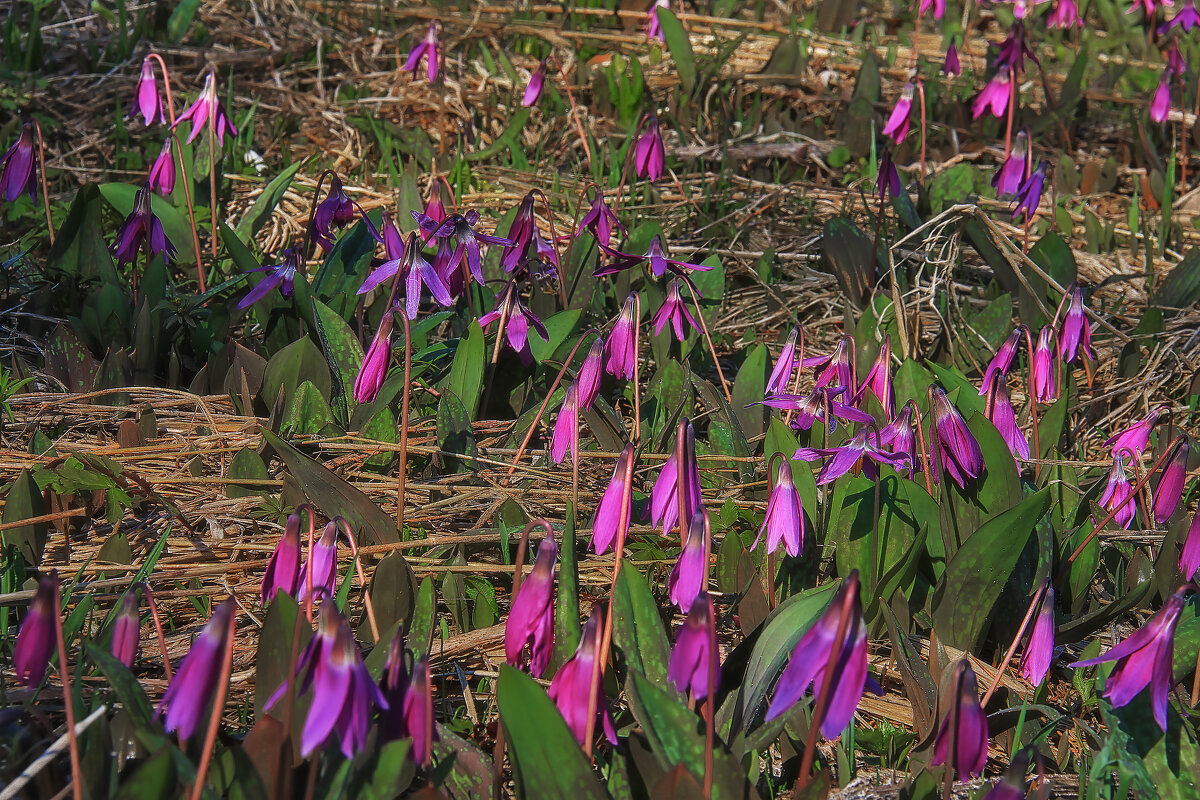 *** - Марина Юдинских