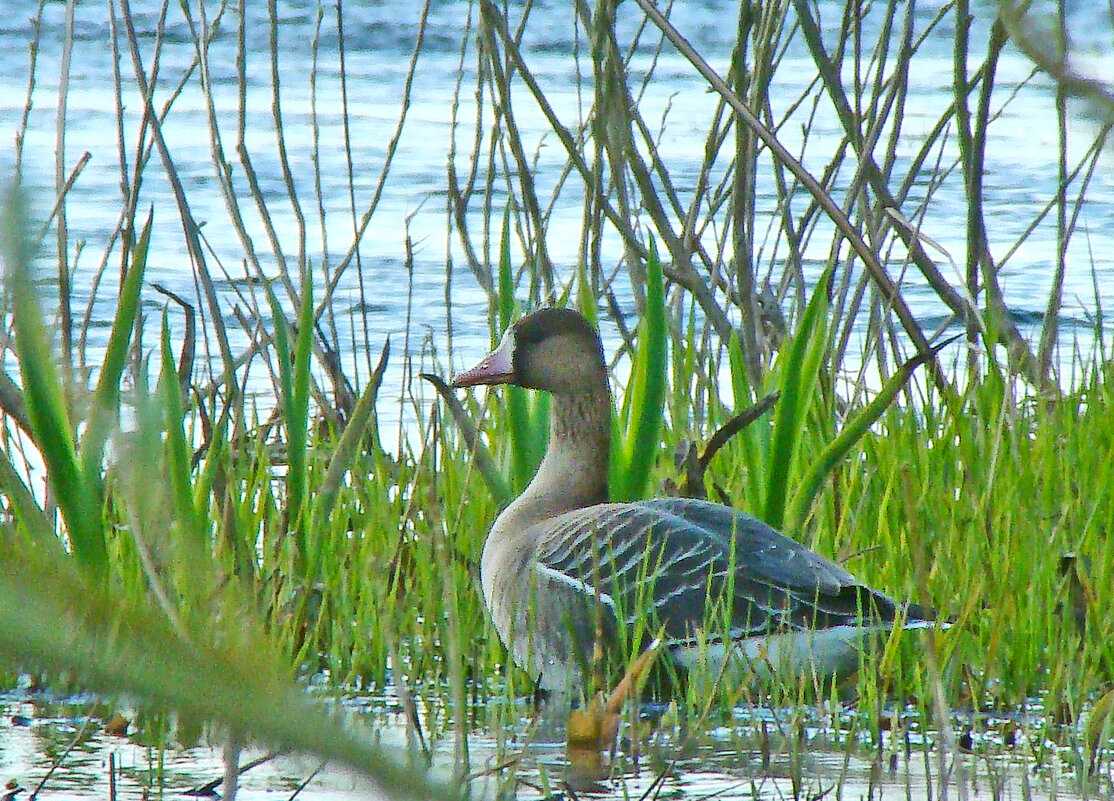 белолобый гусь - gawrilа - dan
