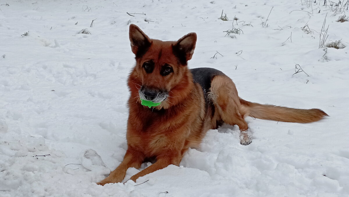Давай поиграем - Николай 