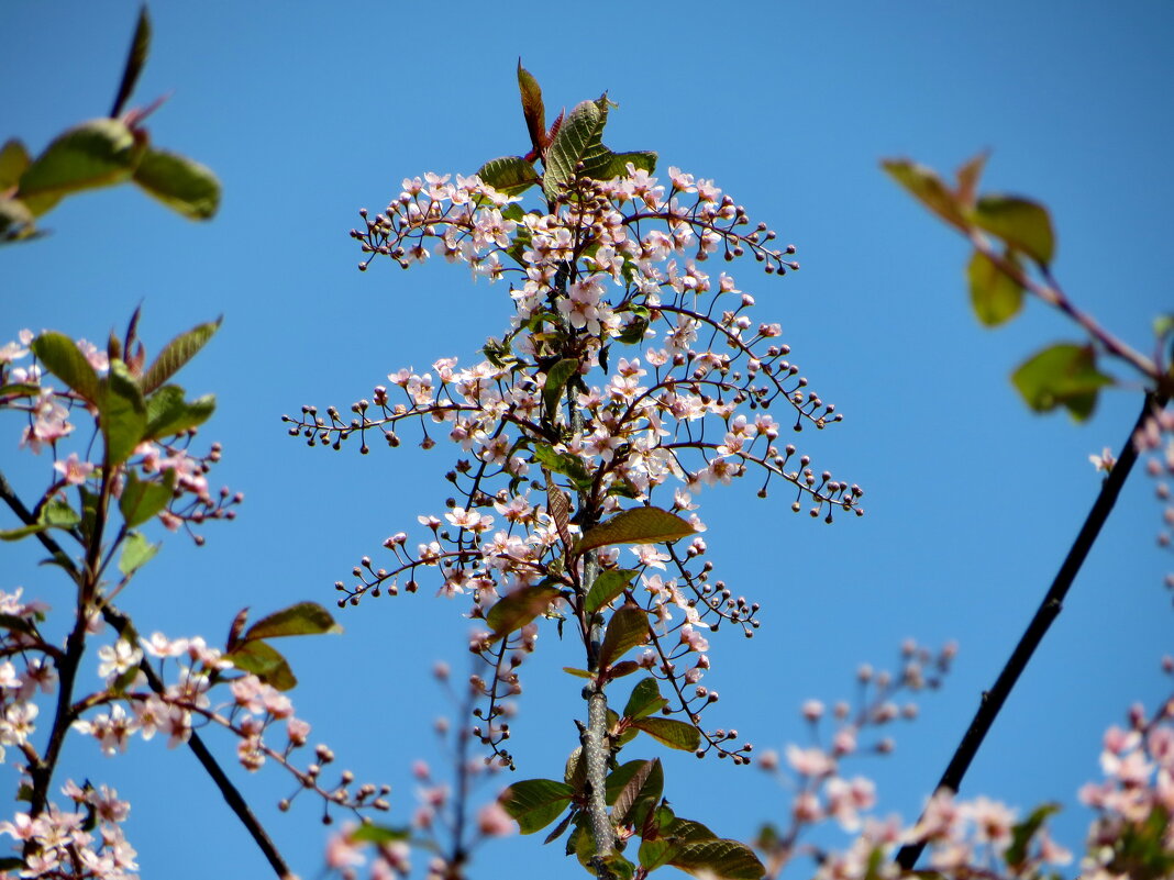 Черемуховый фонтан - Александр Чеботарь