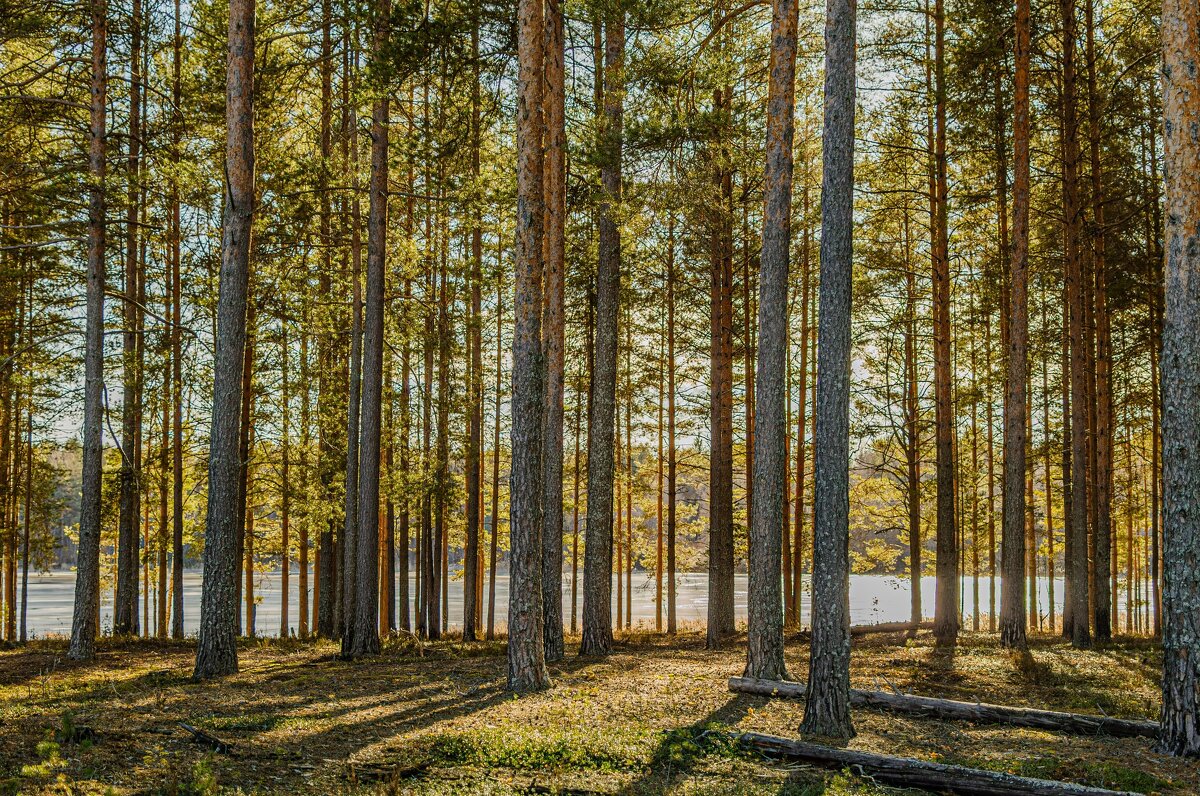 Весна на озере Сомино - Александр Филатов