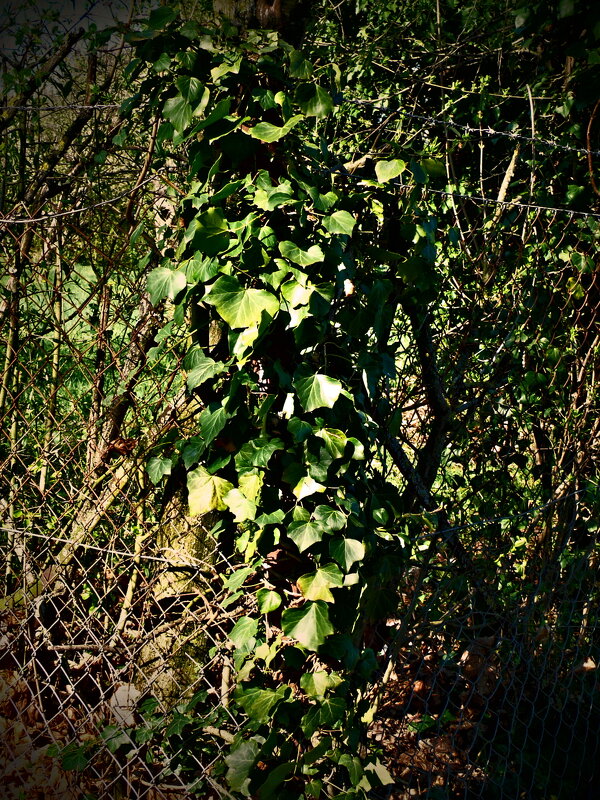 Весенние зарисовки 101 - Алексей Кузнецов