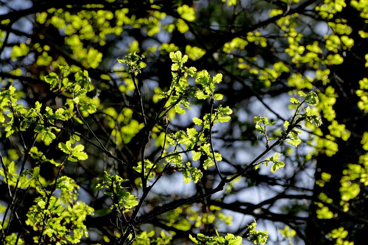 природа апреля 12 - Александр Прокудин природа апреля 12 - Александр Прокудин