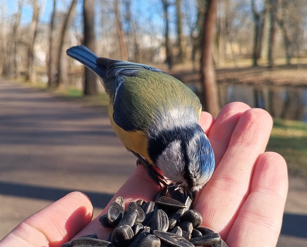 Лазоревка - Сапсан 