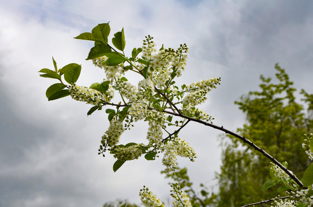 "Виновница" похолодания - Oleg4618 Шутченко