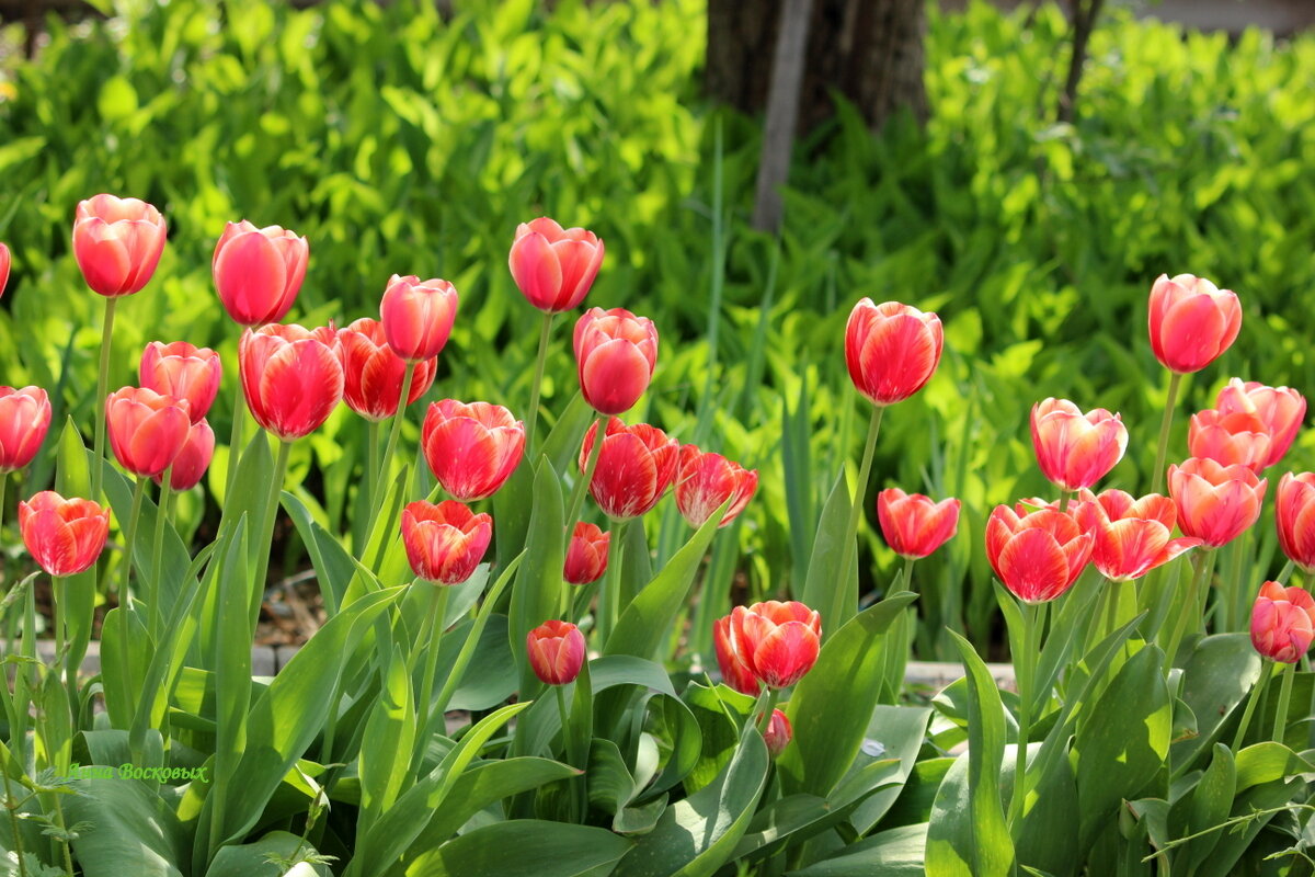 Вот и мои тюльпаны расцвели. - Восковых Анна Васильевна Вот и мои тюльпаны расцвели. - Восковых Анна Васильевна