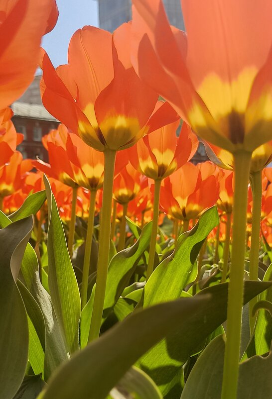 Такие разные, такие прекрасные! - Pippa 