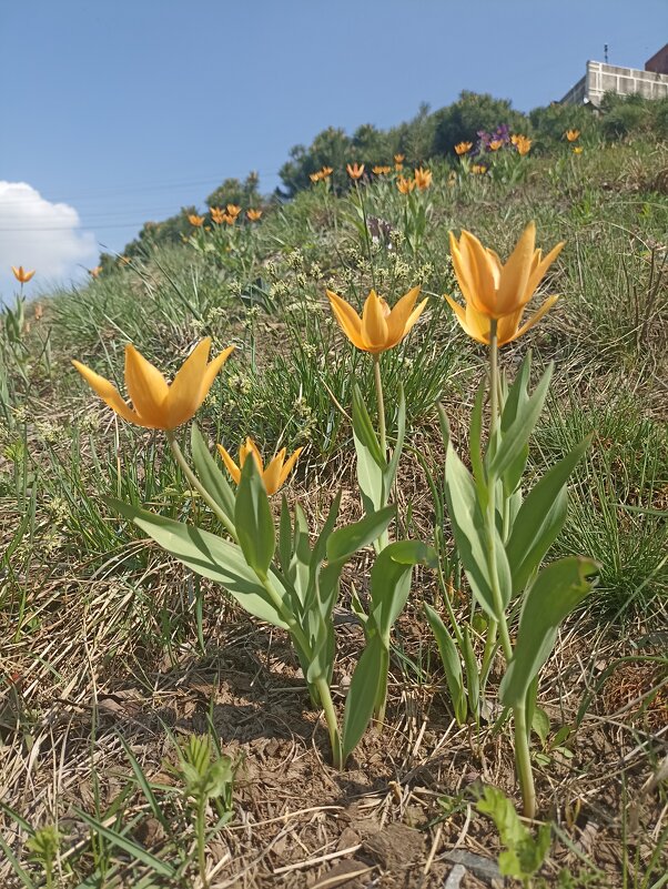 Такие разные, такие прекрасные! - Pippa Такие разные, такие прекрасные! - Pippa