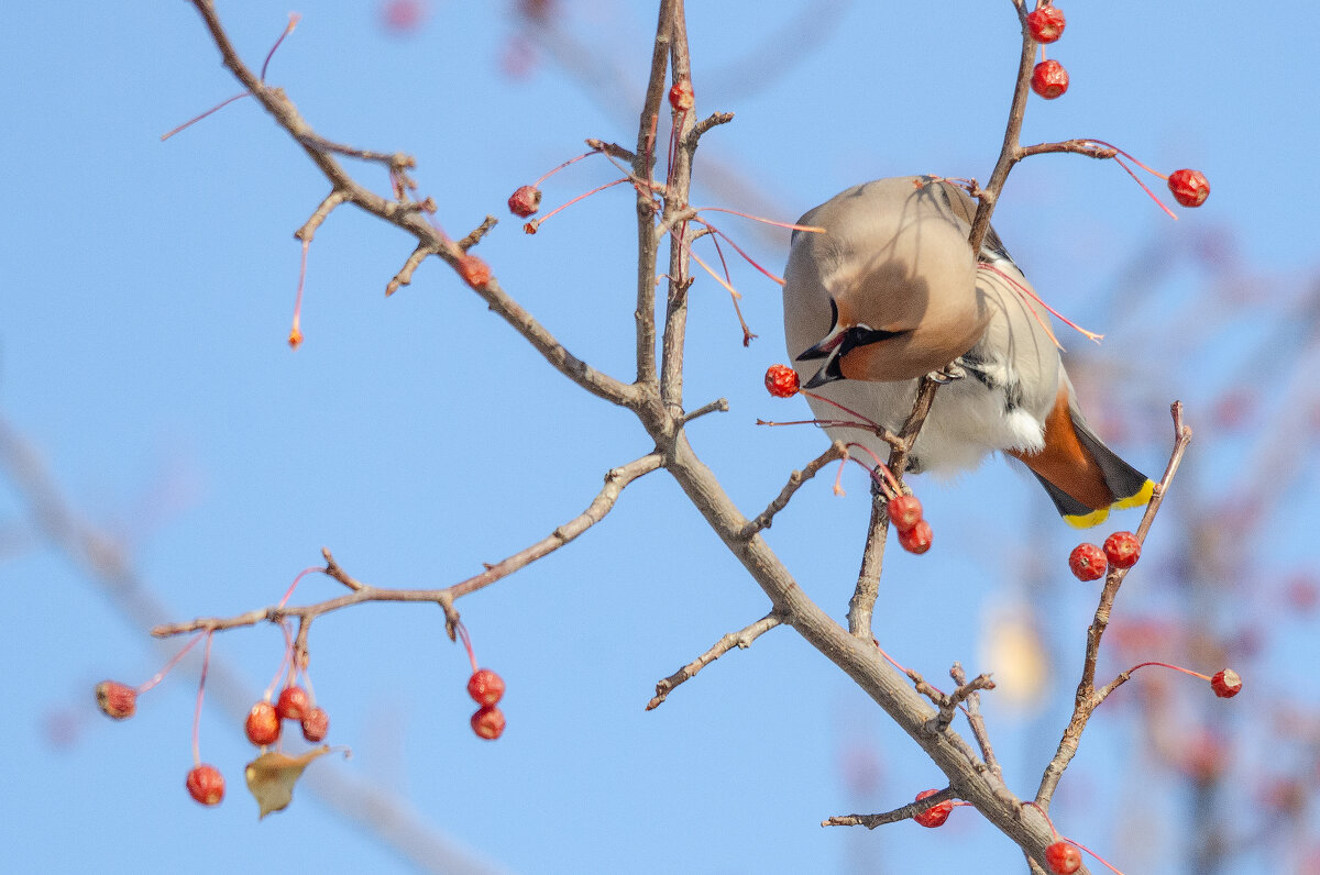 Свиристель. - Виктор Иванович Чернюк Свиристель. - Виктор Иванович Чернюк