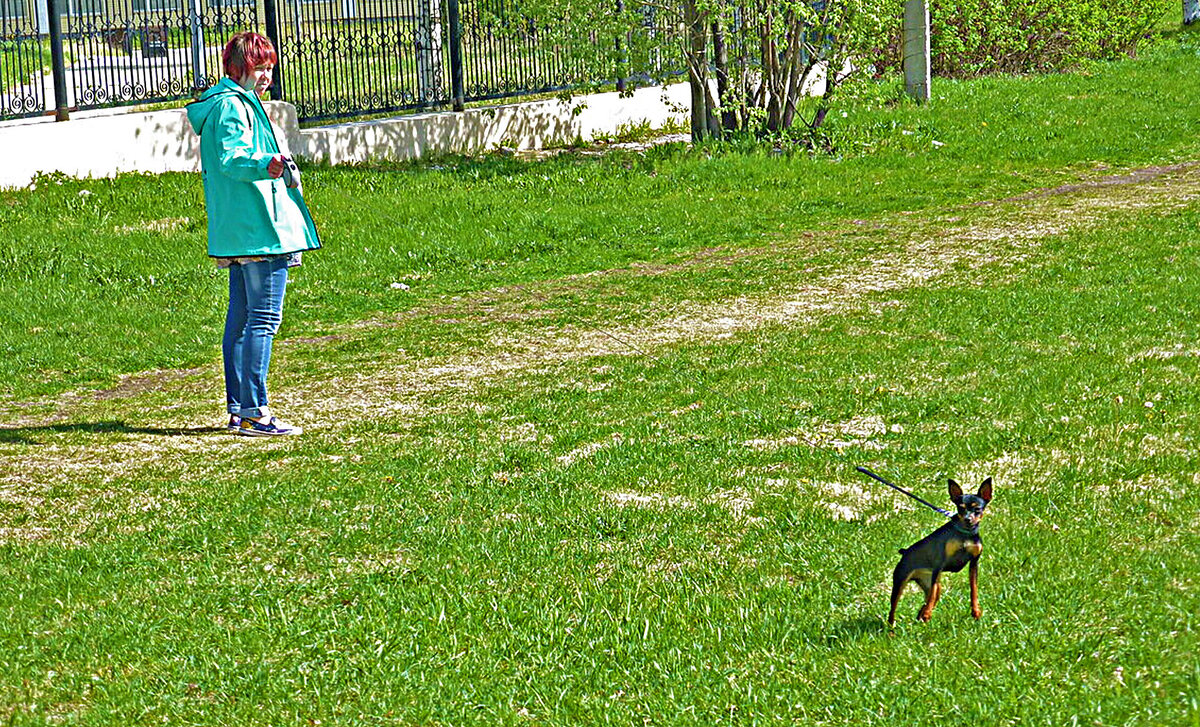 На церковном холме с забавной собачкой - Владимир 