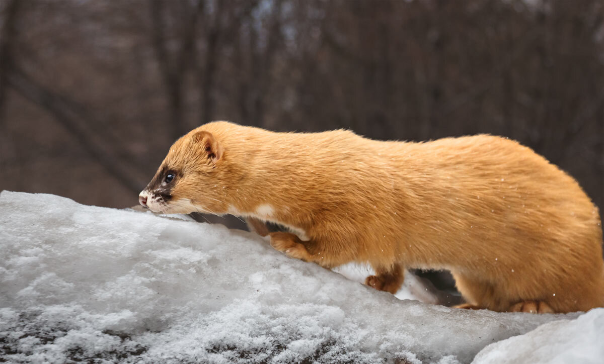 Колонок - SanSan 