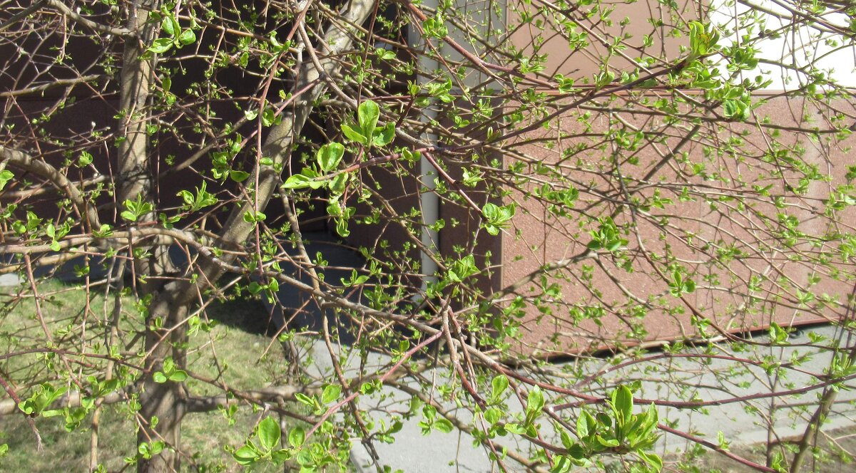 Первые листочки - Андрей Макурин Первые листочки - Андрей Макурин