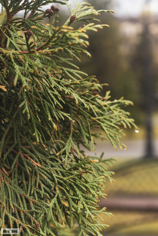 №122 - Alex Bes №122 - Alex Bes