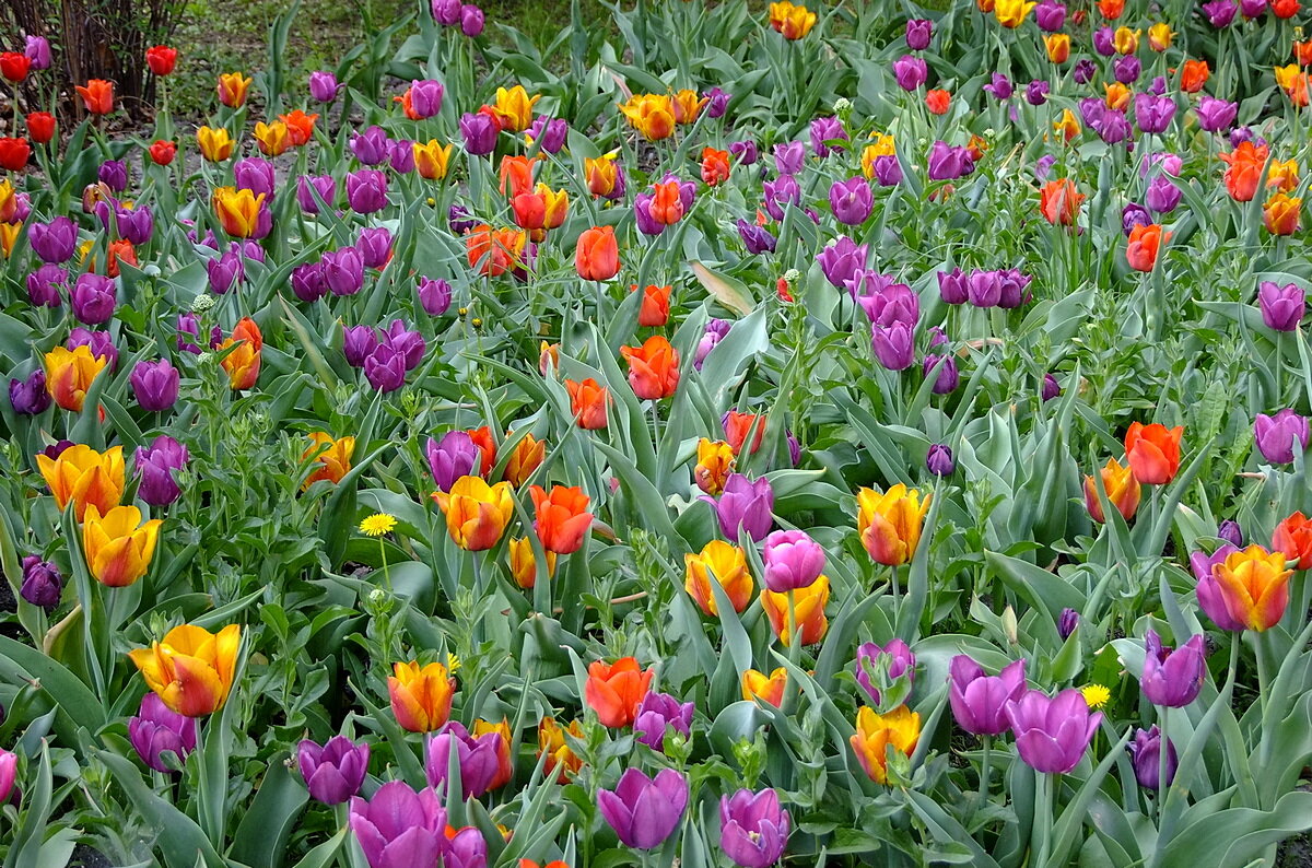 Мозаика - Фёдор Меркурьев Мозаика - Фёдор Меркурьев