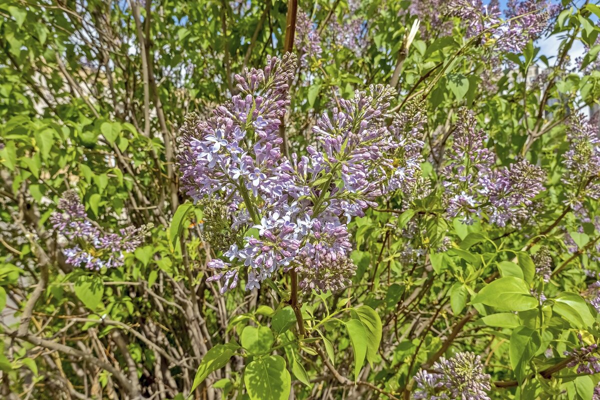 В Москве сирень цветёт - Валерий Иванович