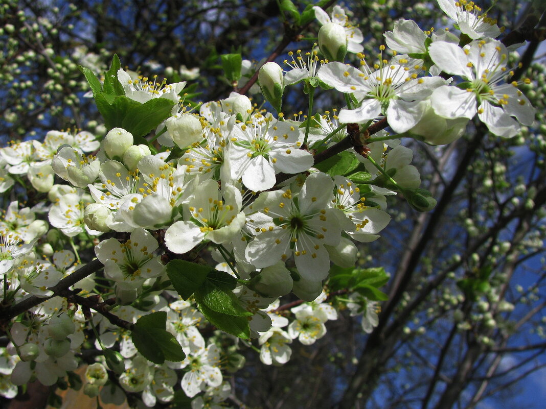 Слива цветёт - Людмила Смородинская Слива цветёт - Людмила Смородинская