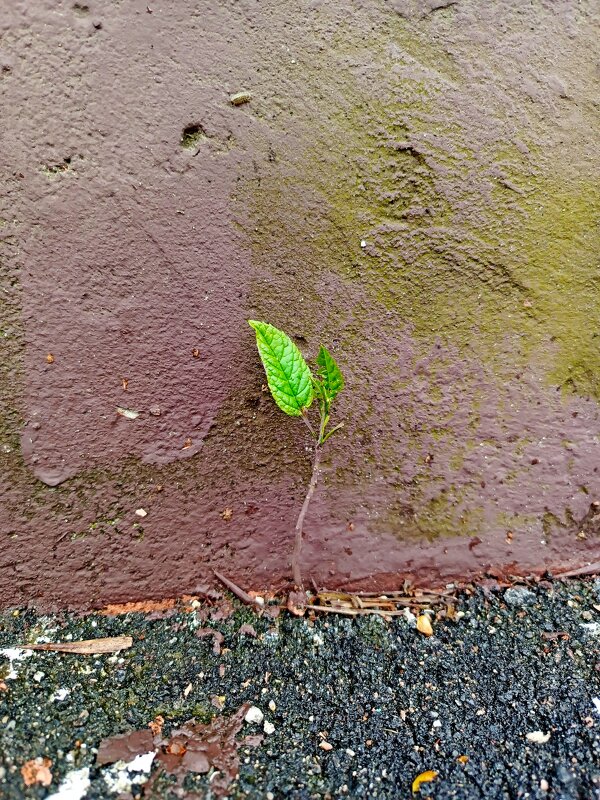 Никогда не сдавайся! - Vladimir Semenchukov