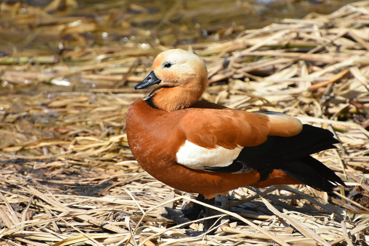 Москва. Ботанический сад МГУ. Огарь. - Наташа ***** Москва. Ботанический сад МГУ. Огарь. - Наташа *****