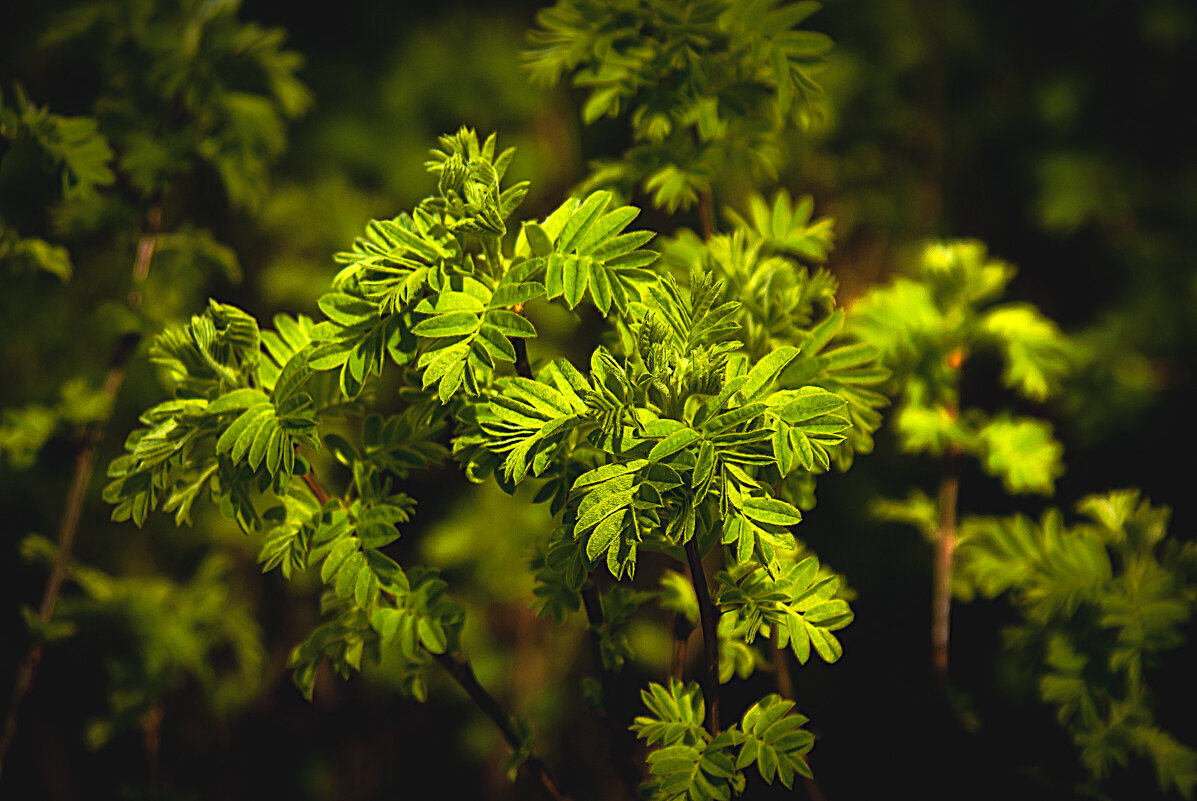 Весеннее - Владимир Кроливец Весеннее - Владимир Кроливец