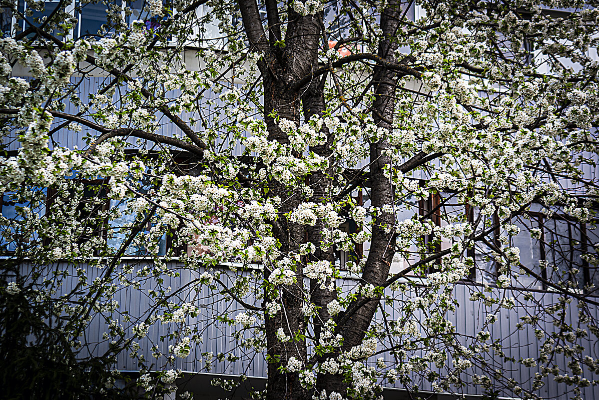 ЦВЕТЕНИЕ - Владимир Кроливец