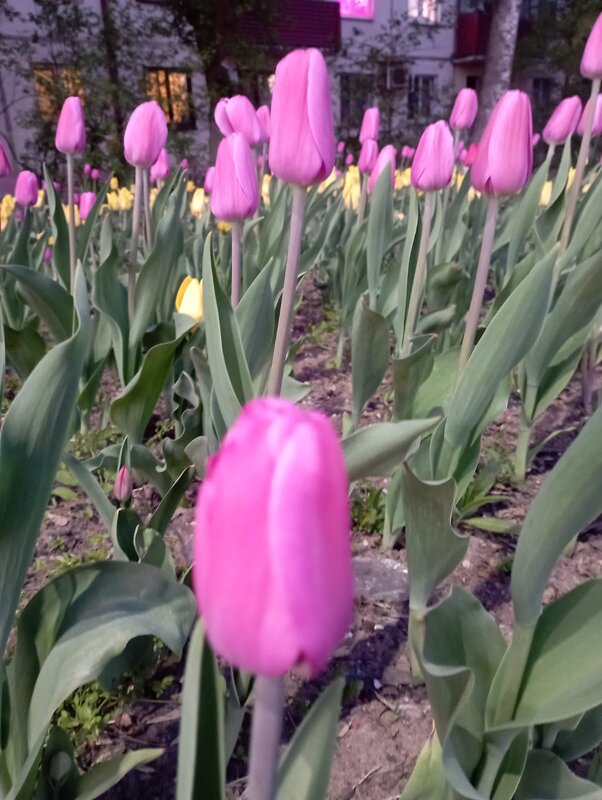 Тюльпаны - Елена Семигина