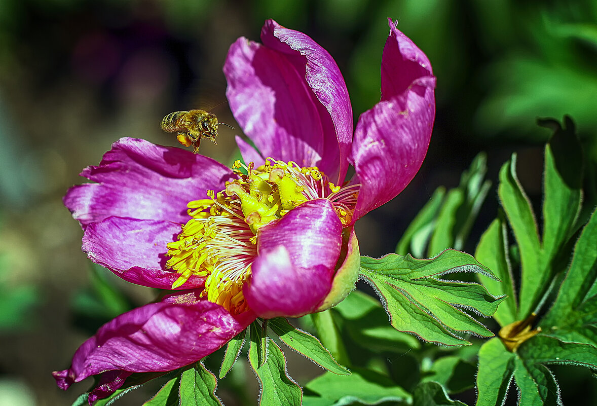 **** - Андроник Александр **** - Андроник Александр